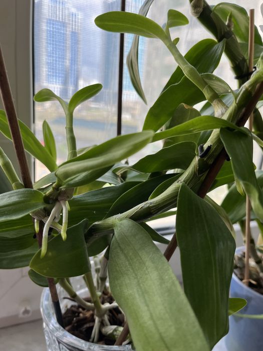 Орхидея дендробиум  продам отростки