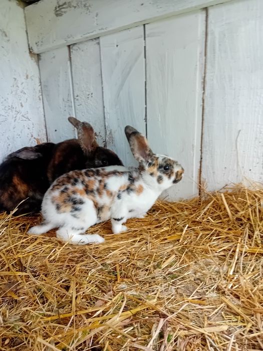 Sprzedam młode rexy