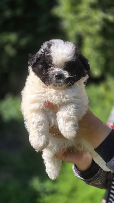 Maltipoo cudowna suczka