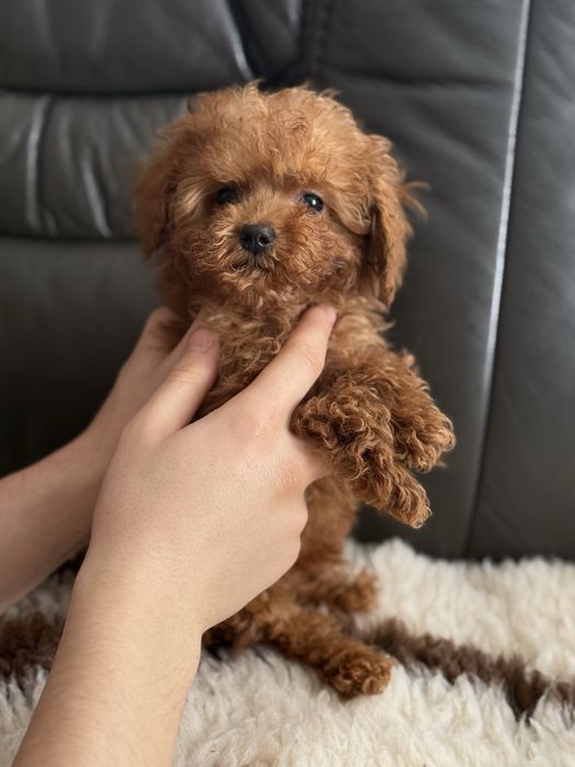 Той пудель тікап .