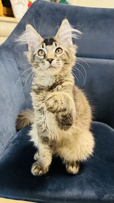 Kotka  Maine coon FPL