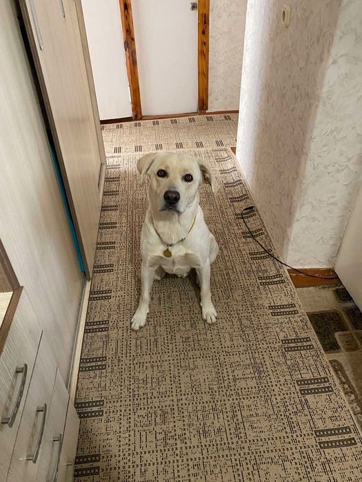 Вязка. Лабрадор хлопчик для вʼязки