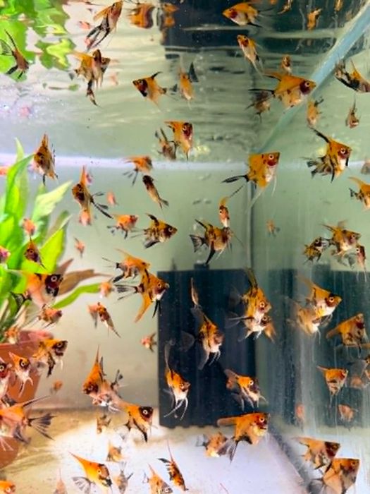 Skalar KOI RED Filadelfia