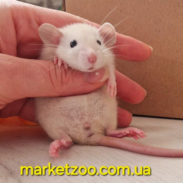 Мальчик Дамбо, окрас сиамский черноглазый крысы, крыса, крыска