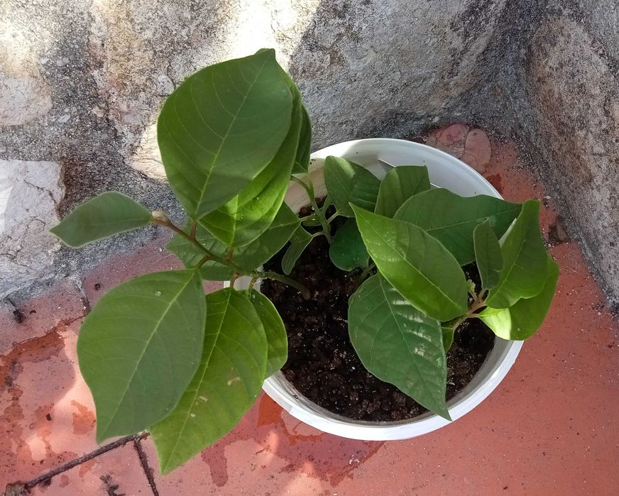 4 Pés de Anoneira em vaso
