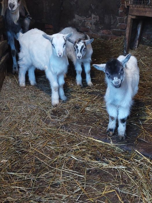 Козенята,кози(цап і козочка)