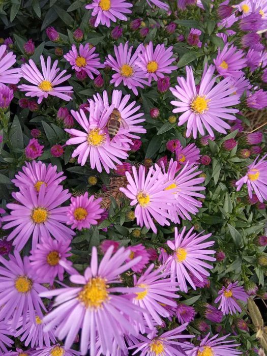 Многолетняя астра, сентябринки, морозец