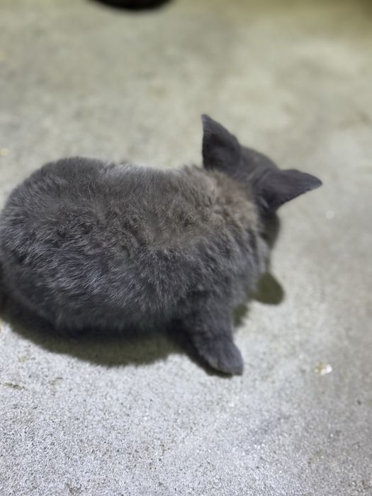 Vendo Coelhos belier