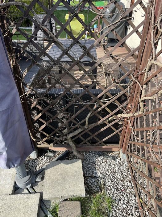 Zamienię winobluszcz trójklapowy