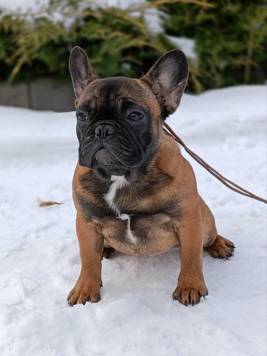 Дівчинка    Кіра