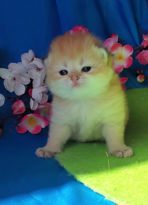 Ручные лапули, котята золотая шиншилла