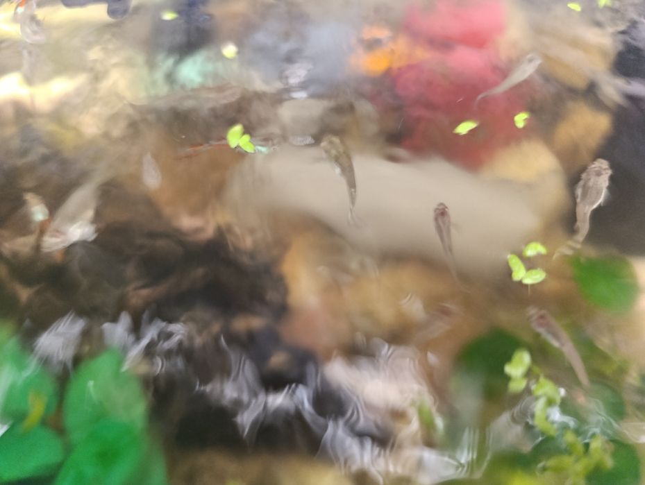 Guppies variedade despachar