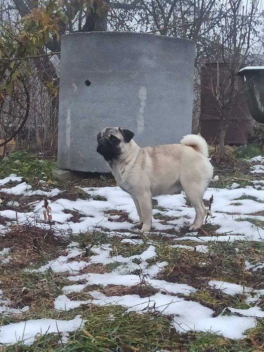 Дівчинка Мопс 1рік і 2 місяці чекає на свого люблячого власника!