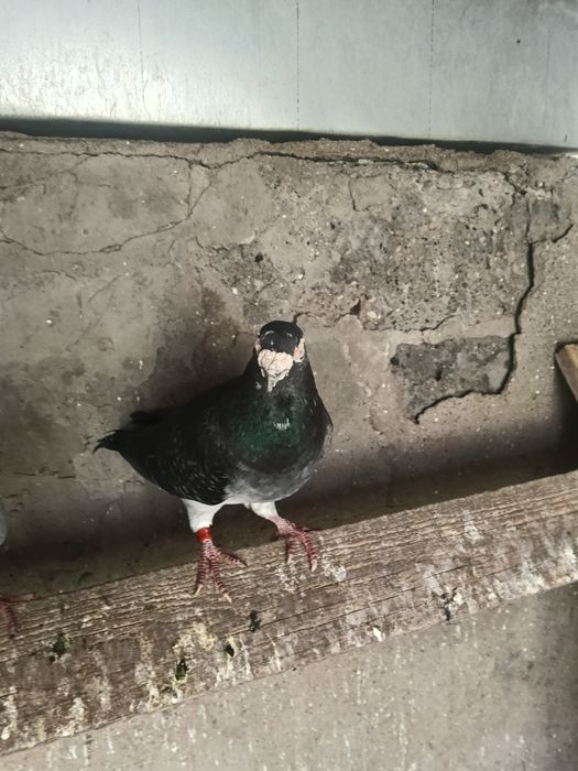 Gołębie pocztowe - piękne Narości