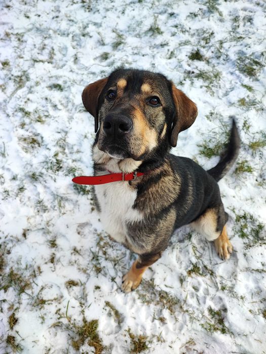 15-miesieczny pies do adopcji