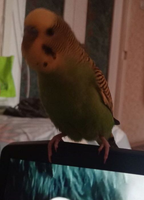 Папужка зелений хвилястик