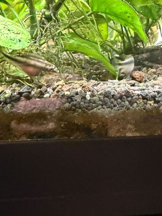 Crias de Kribensis 3/4/5cm desde 1,80€