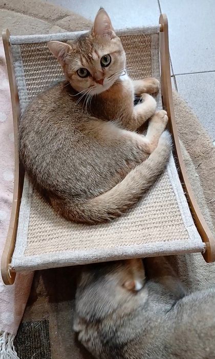 Для Вас шотландський четверолапий товариш за донати для ЗСУ