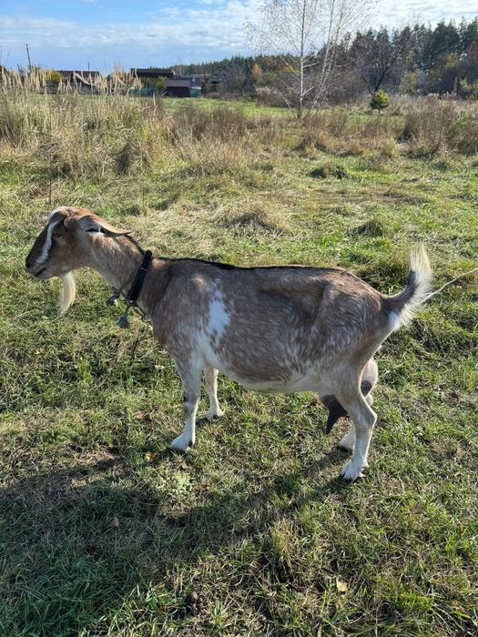 Продам козу Нубійка
