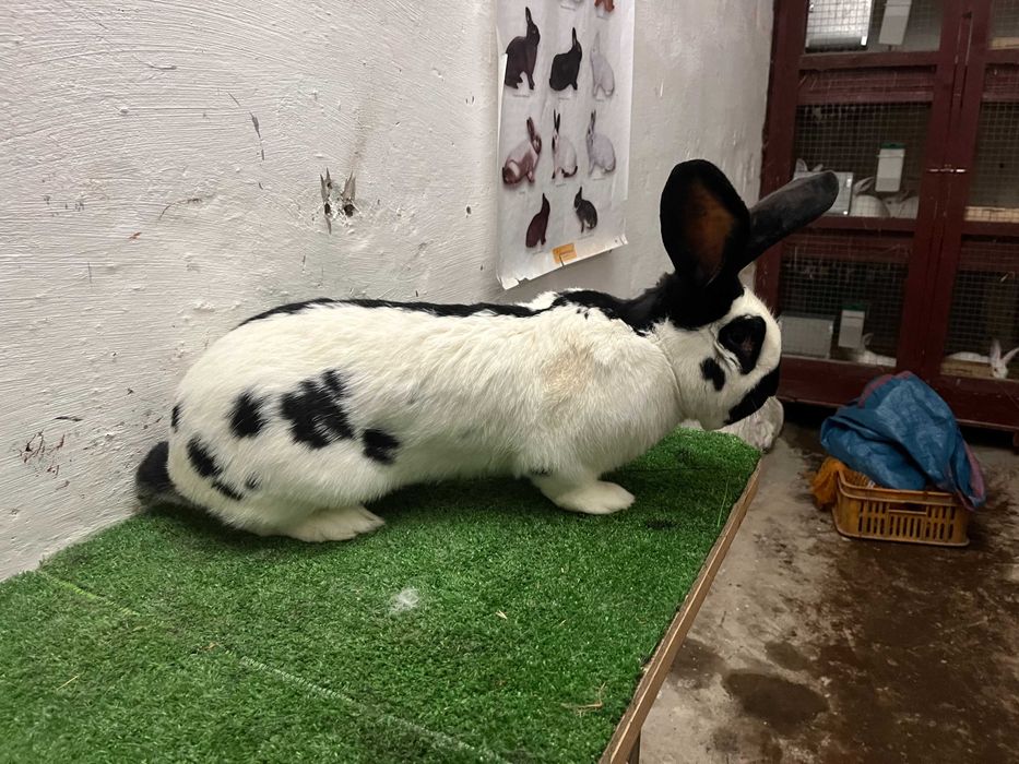 Sprzedam Samca OSC rodowód