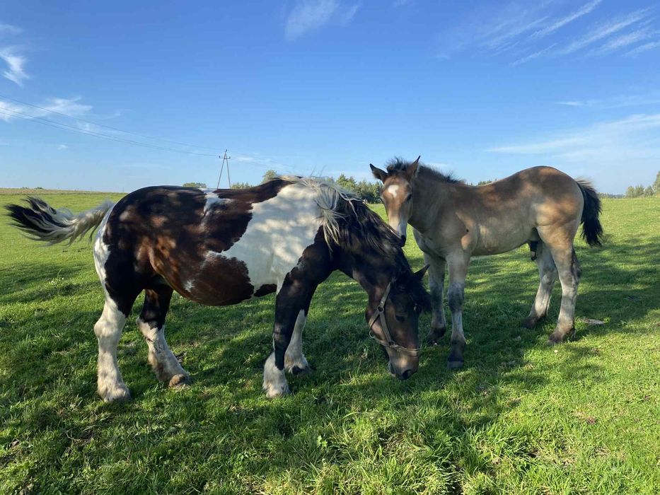 Koń, klacz, Czarno-Biała, z ogierem komplet.