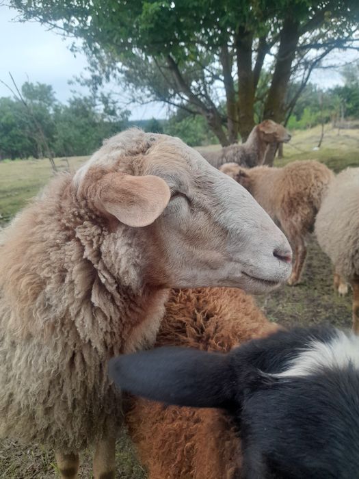 Продам барана, овцу, ягня