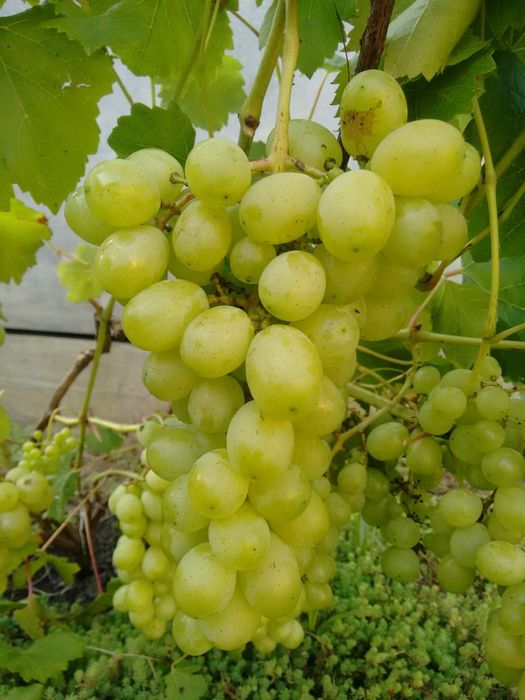 Виноград, Саджанці, Ізабелла, Лідія, Мускат, Одеський чорний, Синій