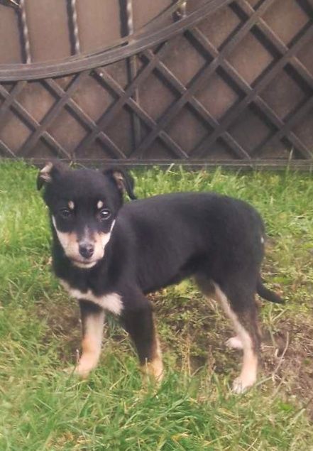 Красуня шукає домівку!