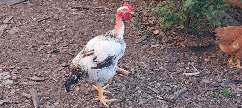 Петух породы ДАЛМАТИН