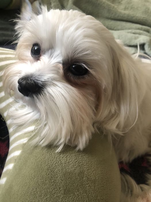 Міні мальтезе