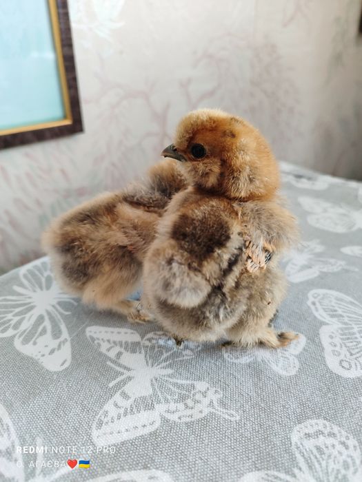 Курчата КШ 130 грн 3 доби  Китайська Шовкова