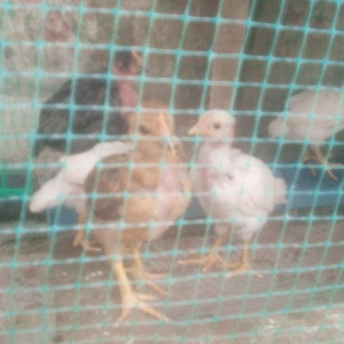 Продам молодих півнів