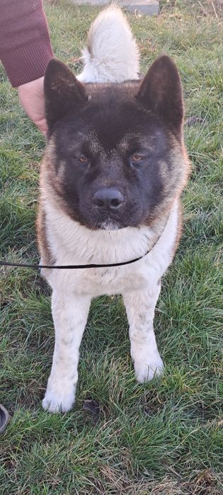 Американська акіта ( В'язка)