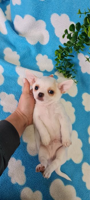 Excecional menino mini Chihuahua/Chiuaua de Qualidade