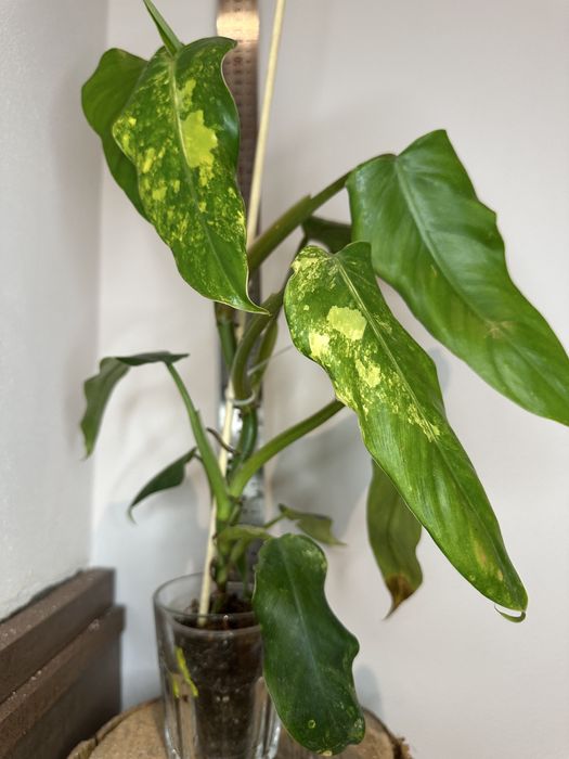 Філодендрон Philodendron  Siam Sunrise