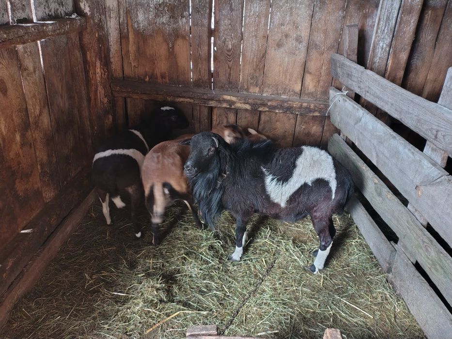 Owce dorper, owce kameruńskie