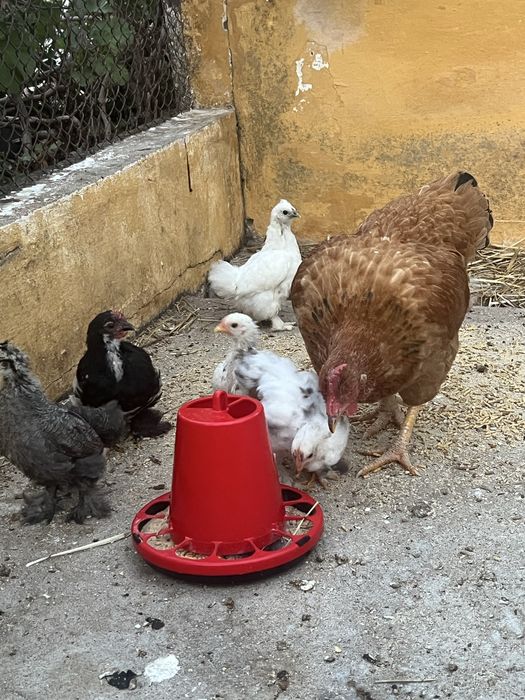Galinha e Pintainhos