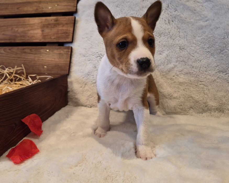 Piesek  rasy Basenji