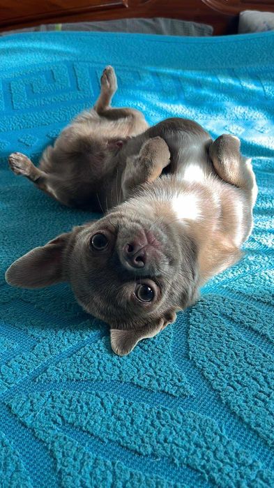 Чіхуахуа, в'язка собак