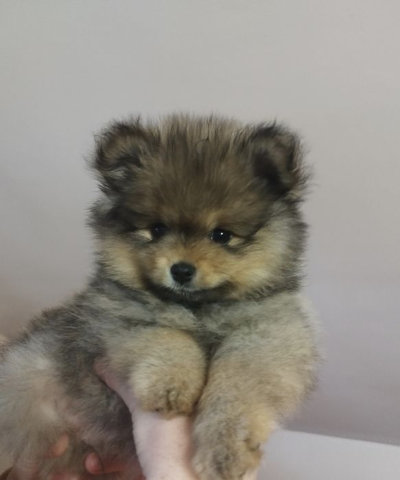 Zkwp szpic miniaturowy pomeranian