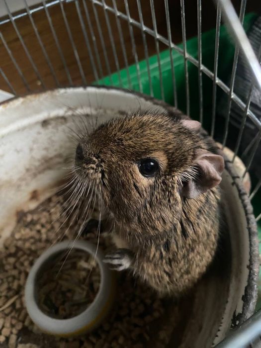 Віддам в добрі руки