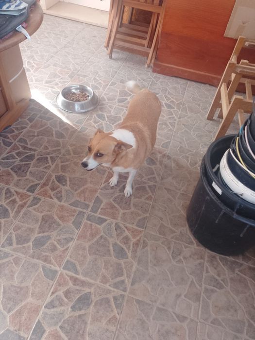 Dou vadelhina muito meiga.