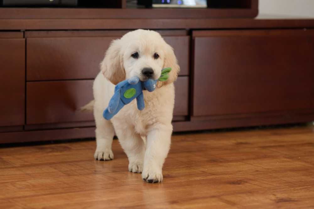 Golden Retriever kremowy piesek ZKwP FCI