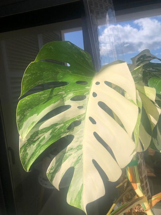 Monstera Deliciosa Variegata “Half Moon” – Planta Adulta Rara
