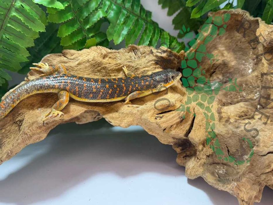 Scynk berberyjski scynki berberyjskie nie agama nie gekon Warszawa