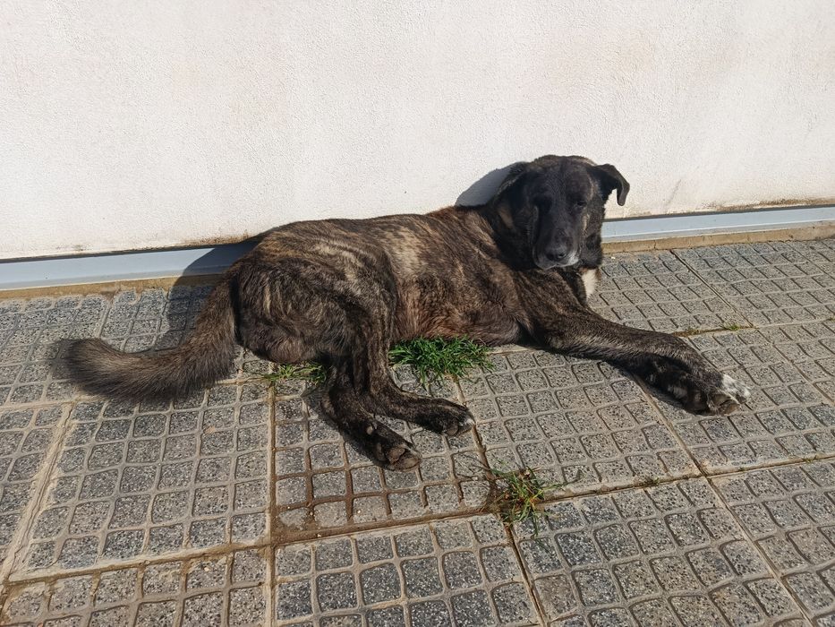 Dá-se 2 machos Castro Laboreiro