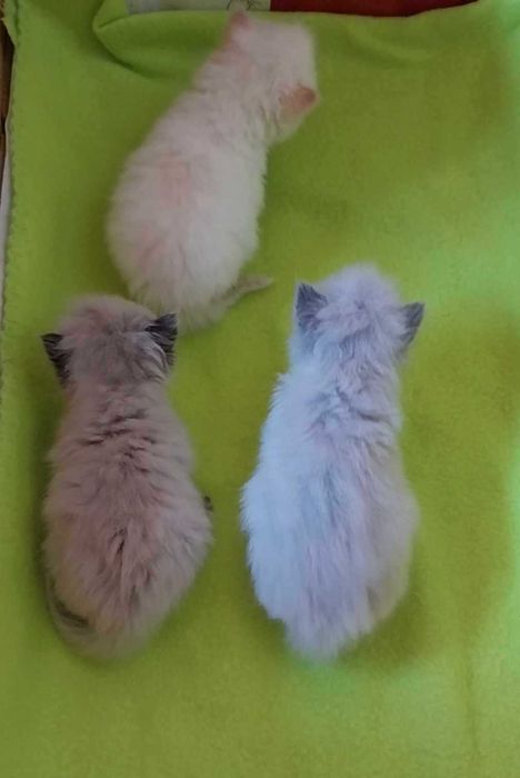 Gatinho Persa colorpoint