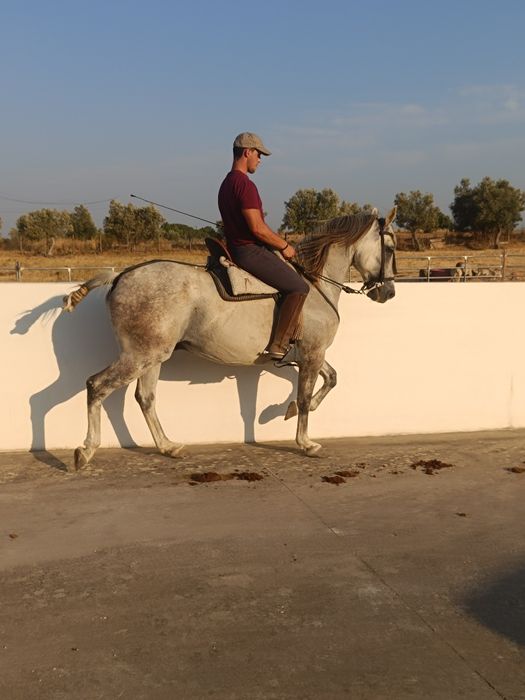 Para venda cavalo capado