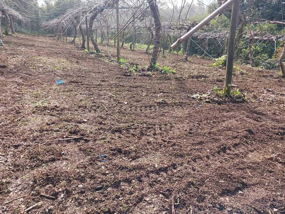 Máquina limpeza de terrenos