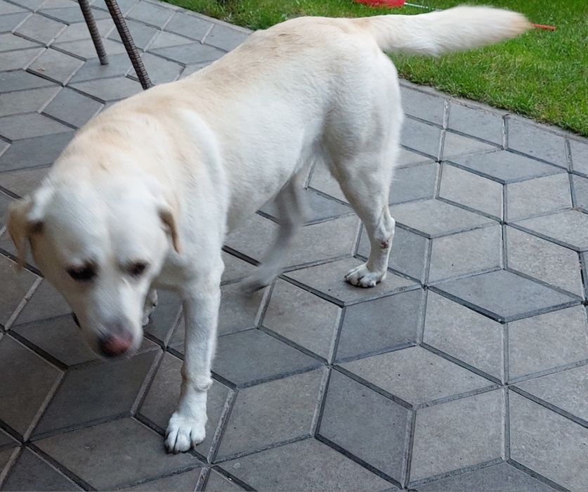 В'язка!!! Лабрадор ретривер